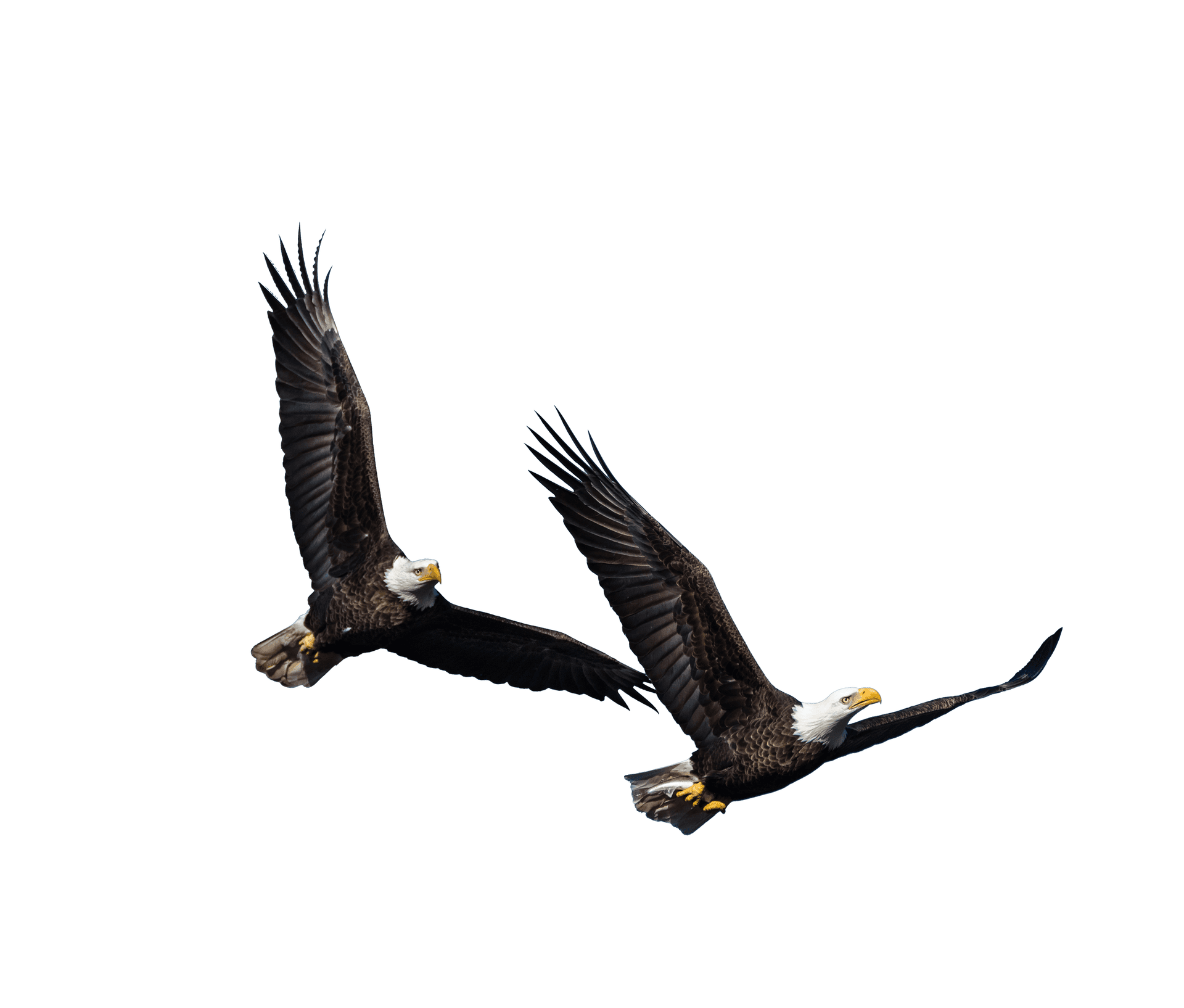 Partnership Financing (Musharakah)